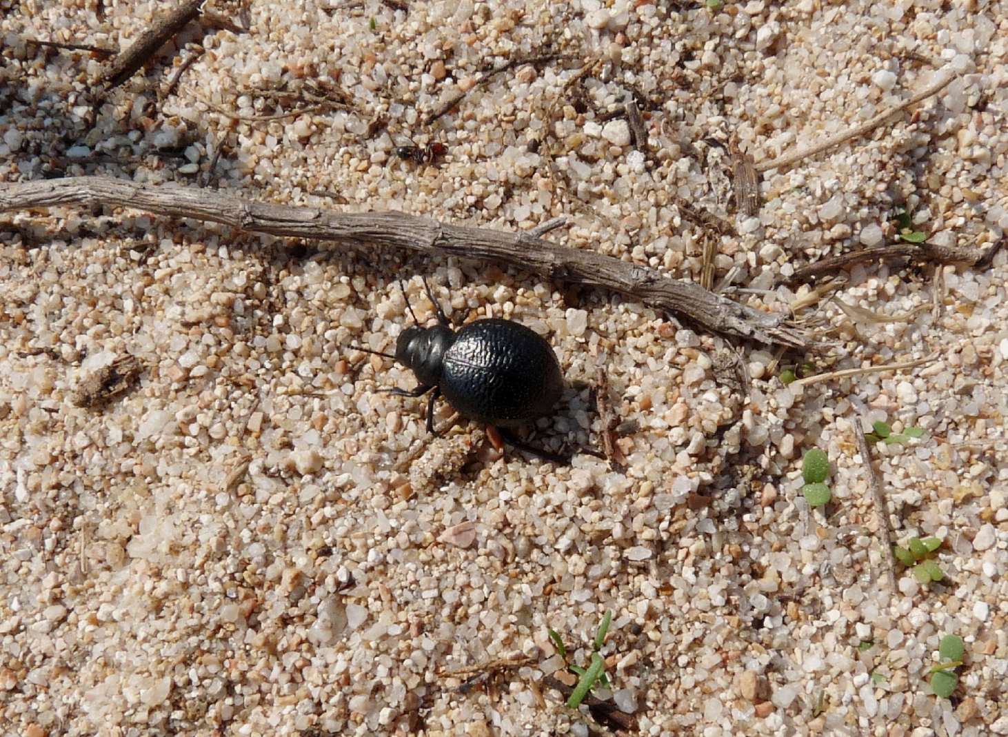 [Acanthaclisis occitanica larva] Tagliole nella sabbia